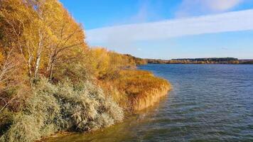 Bright colors of golden trees near the lake in autumn. Amazing natural landscape in the countryside. Beautiful nature in fall season. video