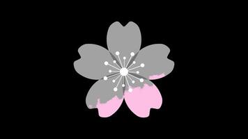 Cherry blossom flower or sakura flat animation. Sakura icon. Pink cherry flower. 4K animation. Transparent background with alpha channel video