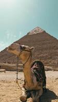 Relaxed Camel Under The Sun In Front Of A Pyramid video