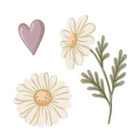 Daisy flower set with heart in white and green tones. Hand drawn cartoon illustration shows blooming in vintage floral style. Ideal for card invitation, april birthday and nature design. vector