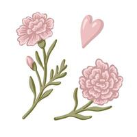 Carnation flower set with heart in pink and green tones. Hand drawn cartoon illustration shows blooming dianthus in vintage floral style. Ideal for card invitation, birthday and nature design. vector