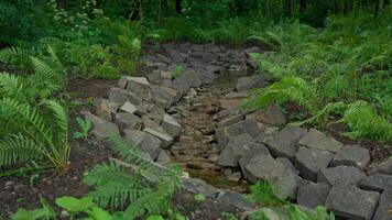 A Beautiful Natural Stream Meandering Through a Lush Forest, Surrounded by Vibrant Ferns and Rocks video