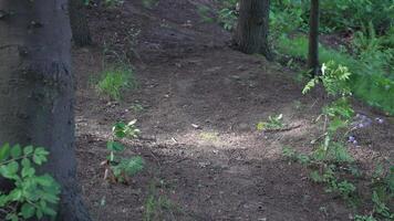 nimble red squirrel climbing spruce trunk video