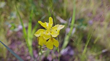 sun-kissed yellow iris at waters edge video
