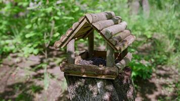 A tranquil woodland scene with a bird feeder on a tree stump video