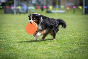 Disc dog with fun photo
