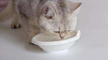 A cute white British cat lapping clean water from a white bowl. White background. video