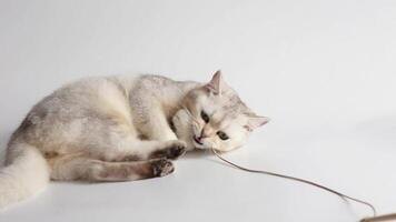 A cute white british cat plays with a toy mouse on a rope video