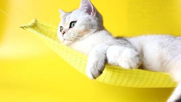 Adorable white British cat with yellow eyes lies on a fabric hammock video