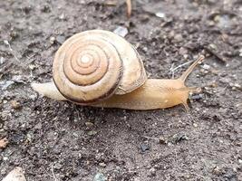 A snail crawls on wet ground after rain photo