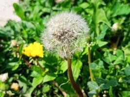 Dandelion in spring with seeds photo