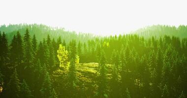 Beautiful CGI Lush green forest landscape with sunlight filtering through trees video