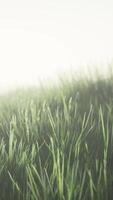 CGI Green field with tall grass in the early morning with fog video