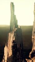 CGI logs and trunks after the forest fire video