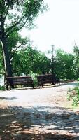 CGI Green alley with trees in the park video