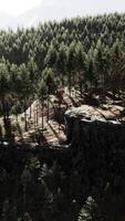 CGI fir forest on a foggy day video