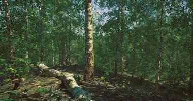 CGI Lush green forest with sunlight filtering through trees in early morning video