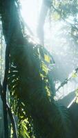 CGI deep tropical jungle rainforest in fog video