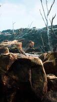 Dramatic CGI lava stone field with dead trees and plants video