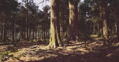 CGI Forest landscape with tall trees and sunlight filtering through branches video