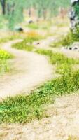 CGI grass field and forest trees video