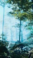 CGI Forest with pond and mist with sunrays video