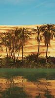 CGI Green oasis with pond in Sahara desert video