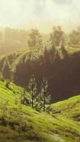 CGI green trees in canyon at sunset with fog video