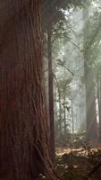 CGI giant sequoias in the giant forest grove in the Sequoia National Park video