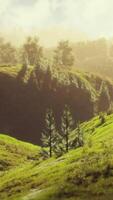 Immersive CGI green trees in canyon at sunset with fog video