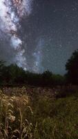 CGI Green Trees Woods In Park Under Night Starry Sky video
