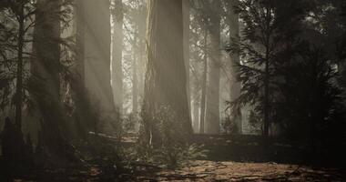 Radiant CGI Misty forest landscape with tall trees and soft sunlight filtering through video