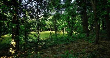 CGI Lush green forest landscape with sunlight filtering through the trees video