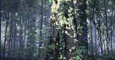 Calm CGI Majestic tree surrounded by lush greenery in a tranquil forest setting video