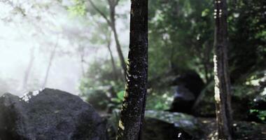 CGI Serene forest landscape with lush greenery video