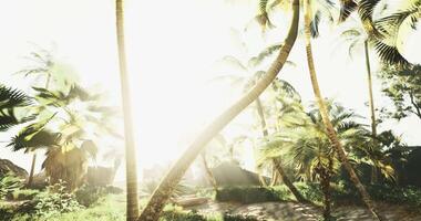 Atmospheric CGI Lush tropical landscape with sunlight filtering through palm trees video