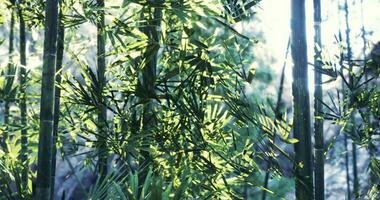 Captivating CGI Lush green bamboo forest with sunlight filtering through leaves in daytime video