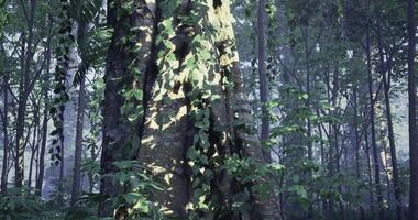 Peaceful CGI Majestic tree surrounded by lush greenery in a tranquil forest setting video