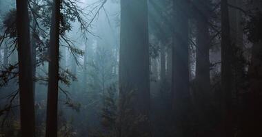CGI Misty forest landscape with towering trees and soft light filtering through video