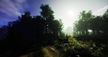 Focus CGI Morning sunlight filters through trees in a serene forest video