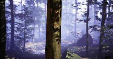 Dreamy CGI Morning sunlight filters through trees in a serene forest video