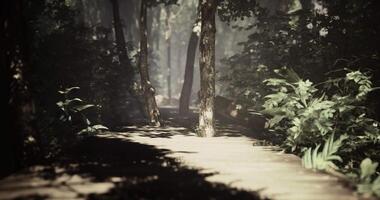 CGI Lush forest pathway illuminated by soft sunlight in tranquil surroundings video