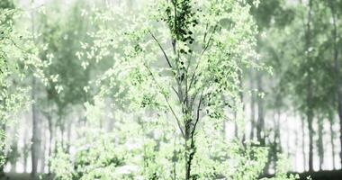 Serene CGI Lush green foliage in a misty forest during early morning light video