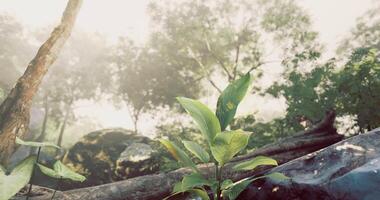 CGI green foliage in a misty forest during early morning light video