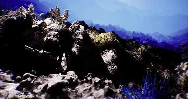 Realistic CGI Coral reef ecosystem with diverse marine life in clear blue waters video