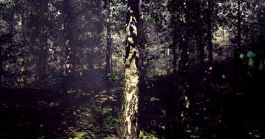 CGI Light filtering through trees creates a serene atmosphere in a forest video