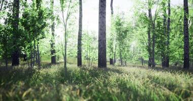 Photorealistic CGI Lush green forest with sunlight filtering through trees in a tranquil setting video