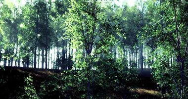 CGI Lush green forest with sunlight filtering through trees in a tranquil setting video