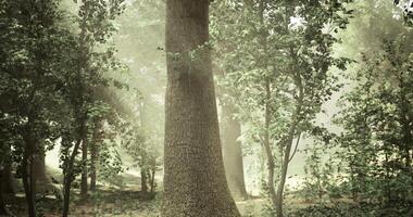 Radiant CGI Majestic tree standing tall in a serene forest during early morning light video