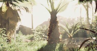 Sunlight CGI Lush tropical landscape with sunlight filtering through palm trees video